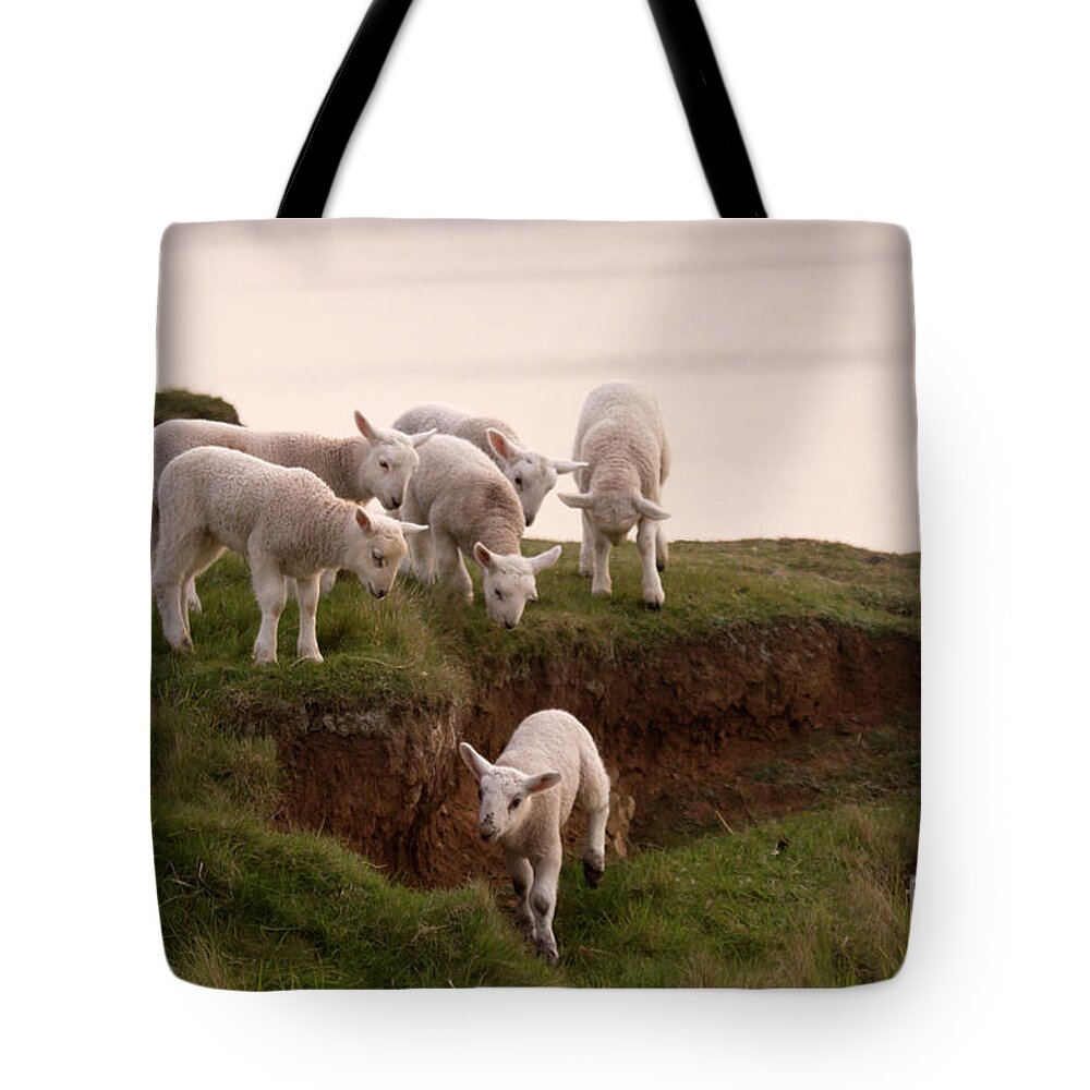 Prancing Lamb Tote Bag featuring the photograph Welsh Lambs by Ang El