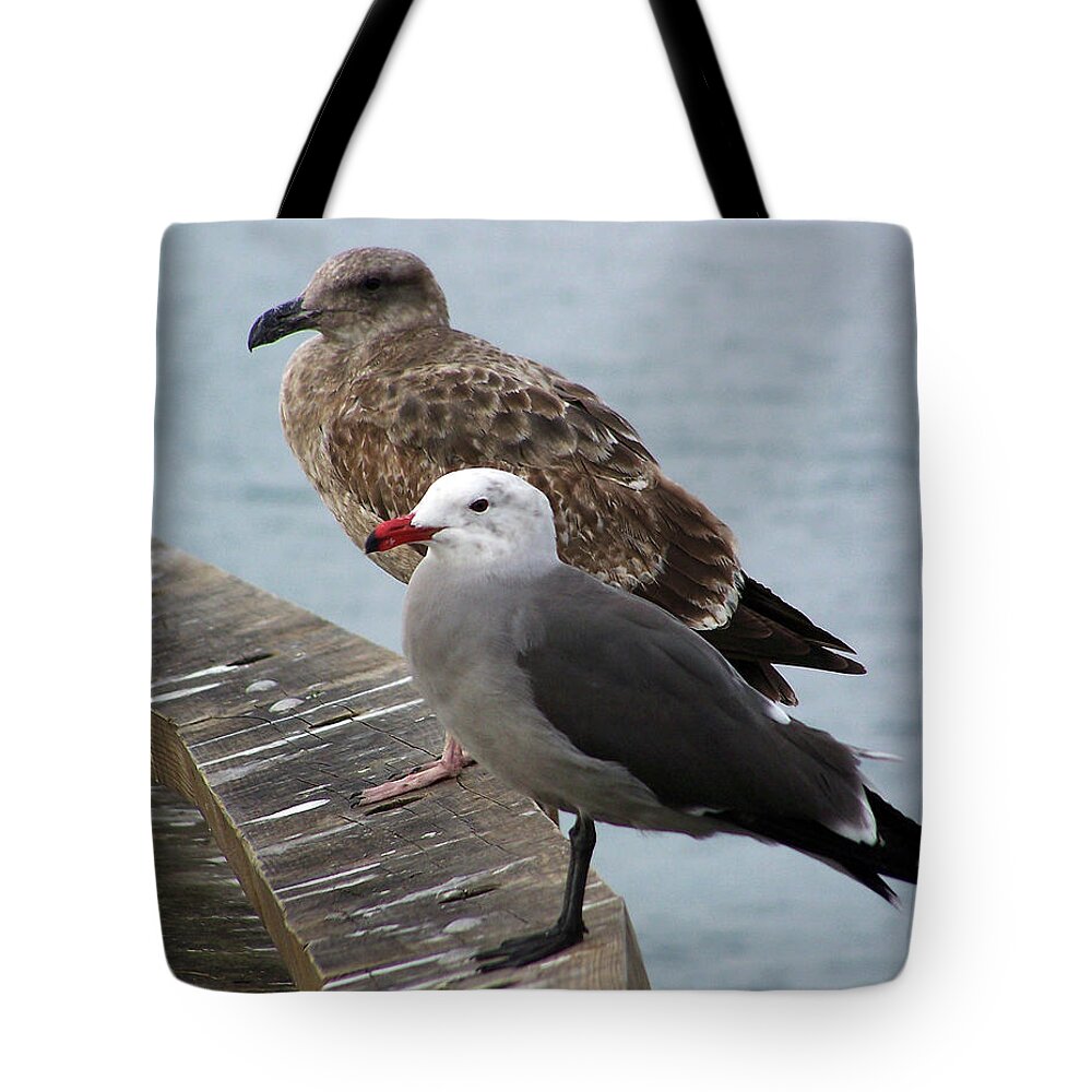 Western And Heermann's Gull Tote Bag featuring the photograph Western and Heermann's Gull by Jennifer Robin