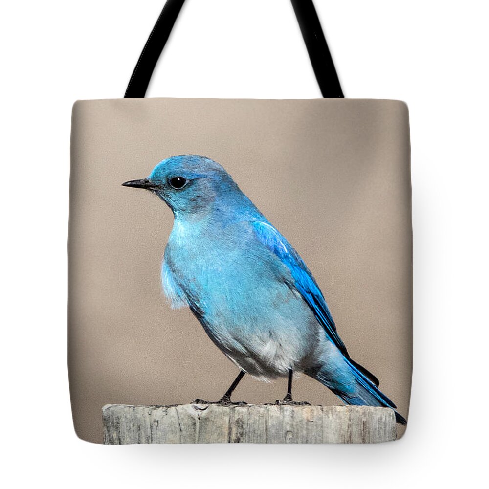 Birds Tote Bag featuring the photograph Mountain Bluebird by Dawn Key