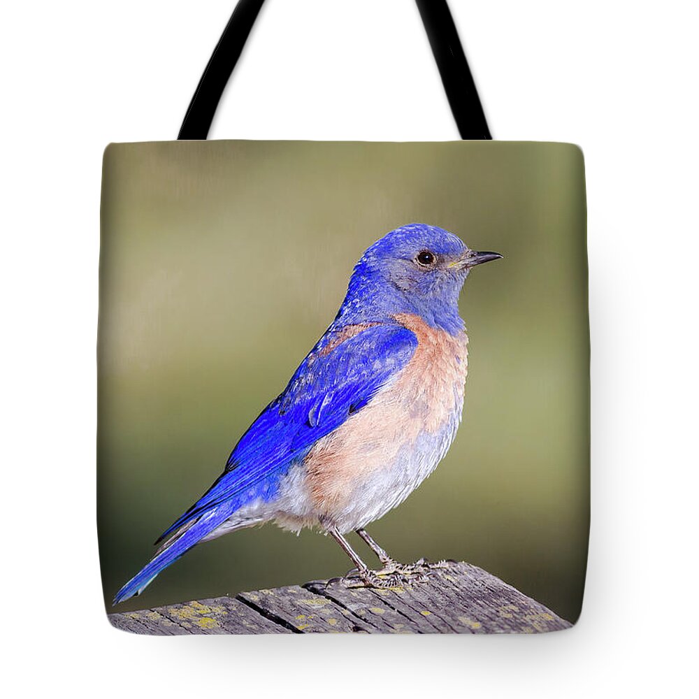 Mark Miller Photos Tote Bag featuring the photograph Western Bluebird by Mark Miller