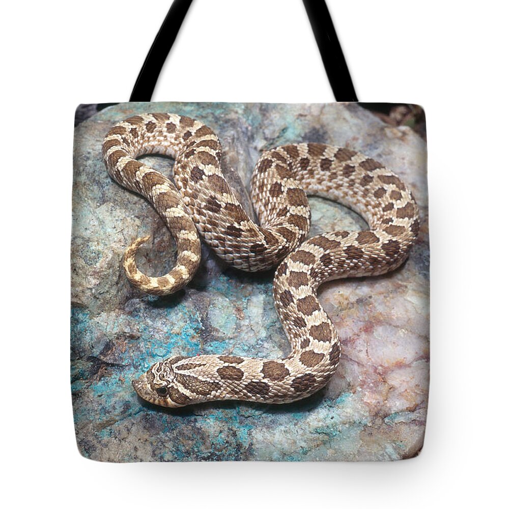 Western Hognose Snake Tote Bag featuring the photograph Western Hognose Snake by Craig K. Lorenz