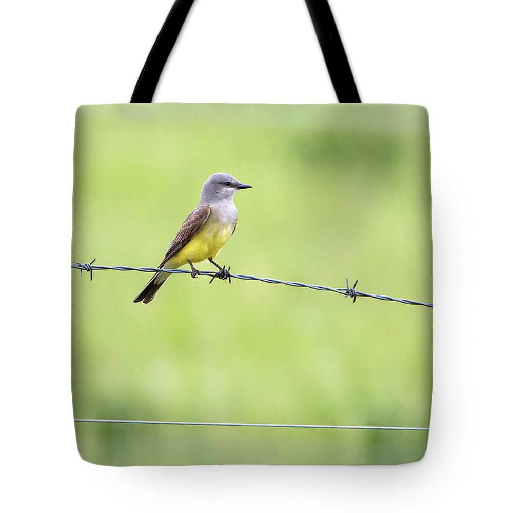 Bird Tote Bag featuring the photograph Western Kingbird by Celine Pollard