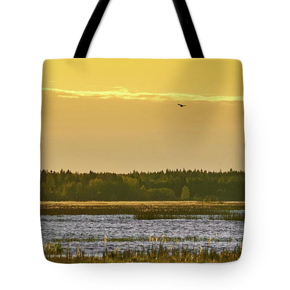 Isosuo Tote Bag featuring the photograph Western marsh harrier at Puurijarvi by Jouko Lehto