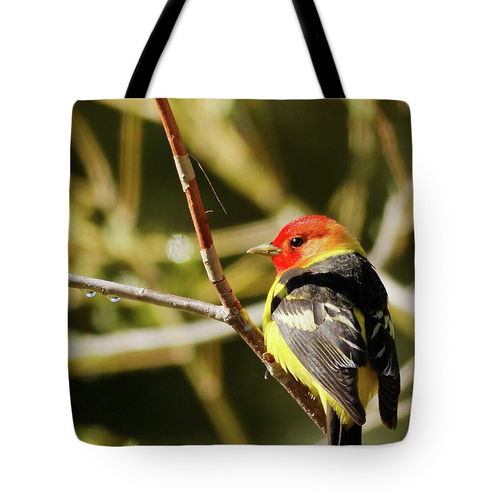 Western Tanager Tote Bag featuring the photograph Western Tanager in the Rocky Mountains of Colorado by Natural Focal Point Photography
