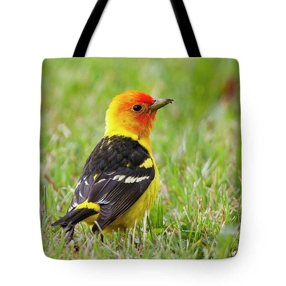 Mark Miller Photos Tote Bag featuring the photograph Western Tanager by Mark Miller
