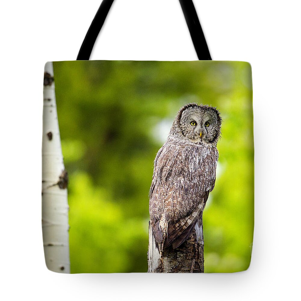 Great Gray Owl Tote Bag featuring the photograph Wet Feathers by Aaron Whittemore