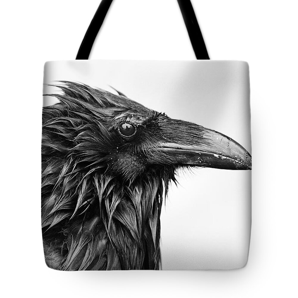 Common Raven Tote Bag featuring the photograph Wet Raven by Max Waugh