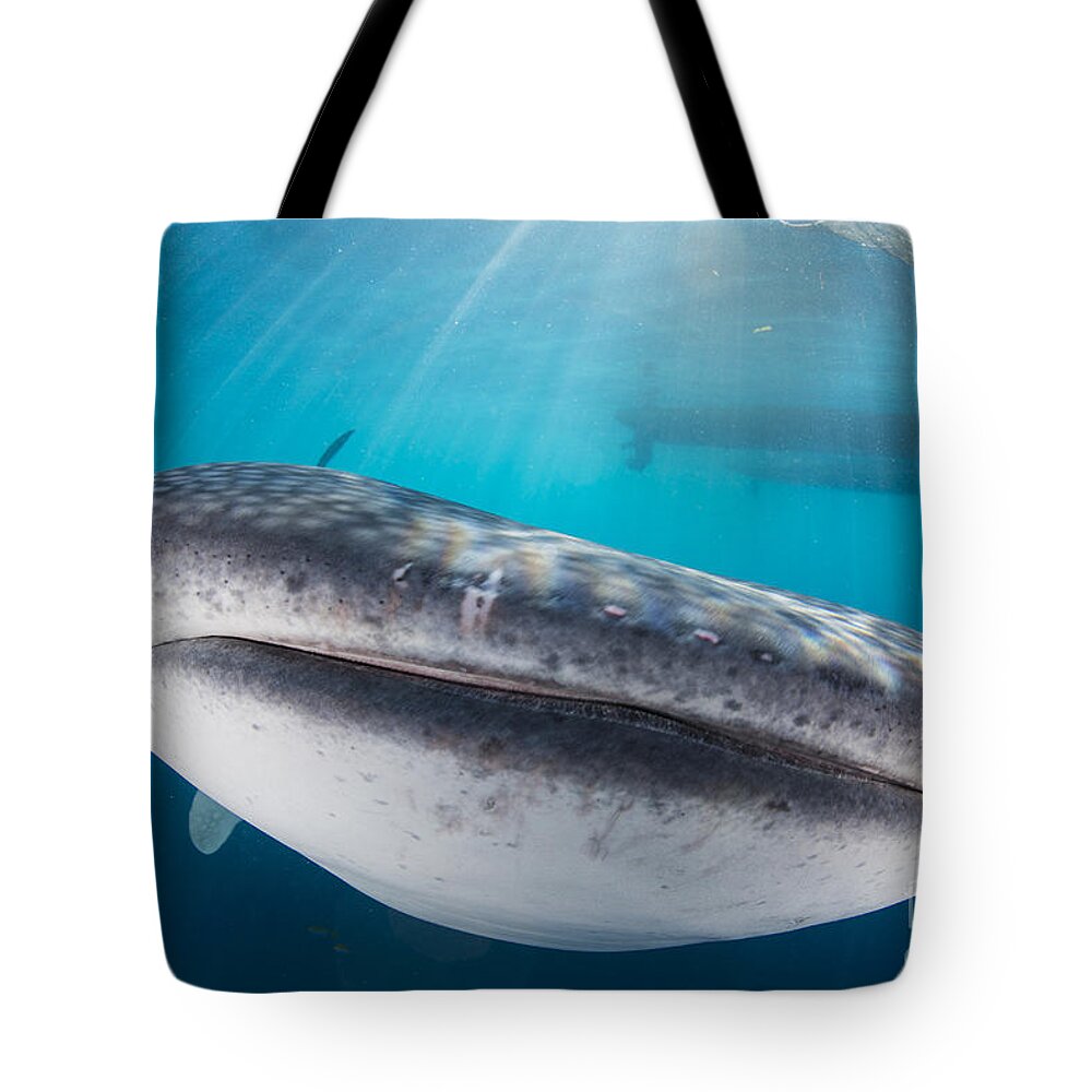 Horizontal Tote Bag featuring the photograph Whale Shark Swimming Under A Boat by Mathieu Meur