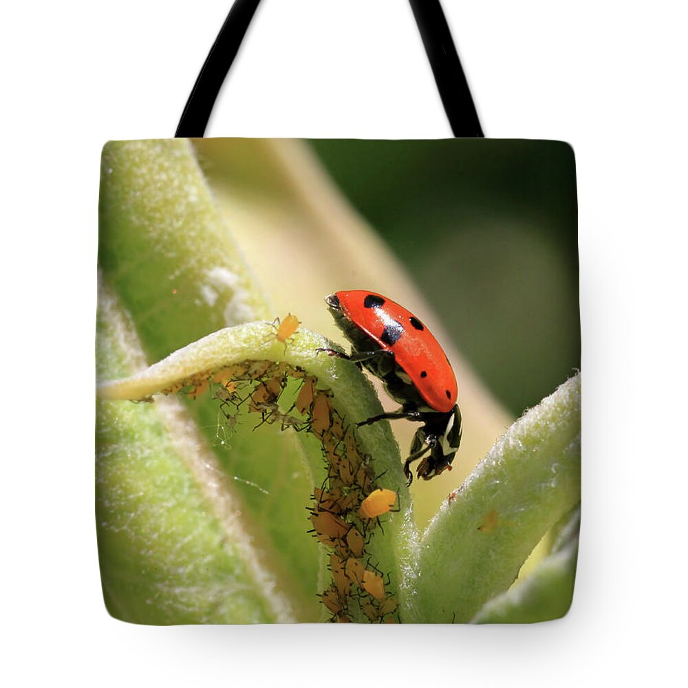 Ladybug Tote Bag featuring the photograph What Lies Beneath by Donna Kennedy