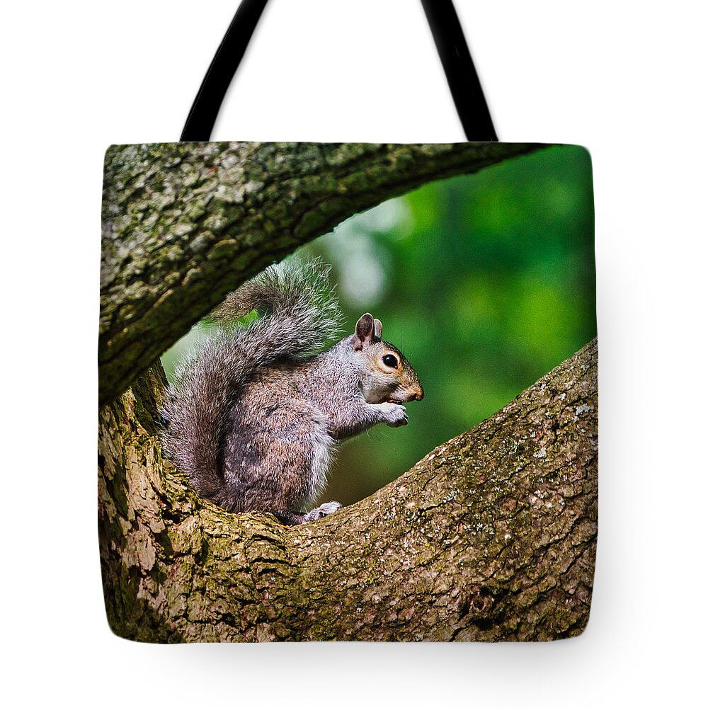 Animal Tote Bag featuring the photograph Whata Nut by Paul Ross