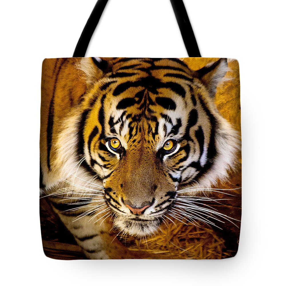 Sumatran Tiger Tote Bag featuring the photograph Whats For Dinner by Jerry Cowart