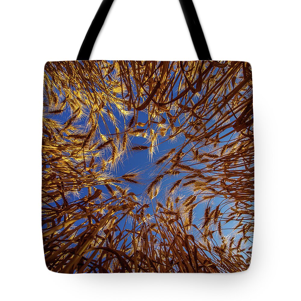 Wheat Bug's Eye Fisheye Barley Grain Sky Looking Up Blue Gold Nd North Dakota Farming Agriculture Harvest Golden Amber Waves Tote Bag featuring the photograph Wheat - Bugs eye view by Peter Herman