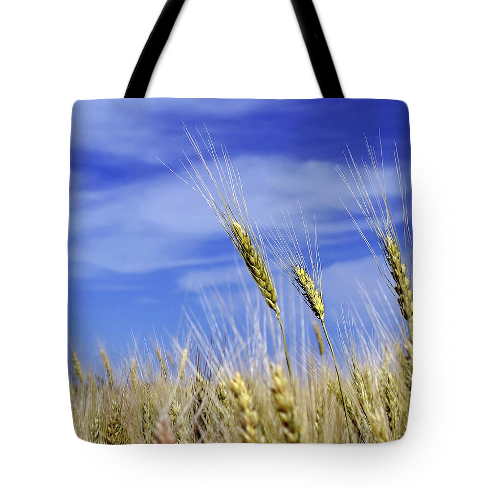 Wheat Tote Bag featuring the photograph Wheat Trio by Keith Armstrong