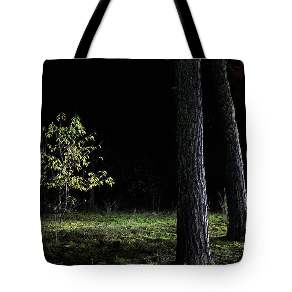 Prunus Serotina Tote Bag featuring the photograph When First Leaves Start To Fall - Autumn by Dirk Ercken