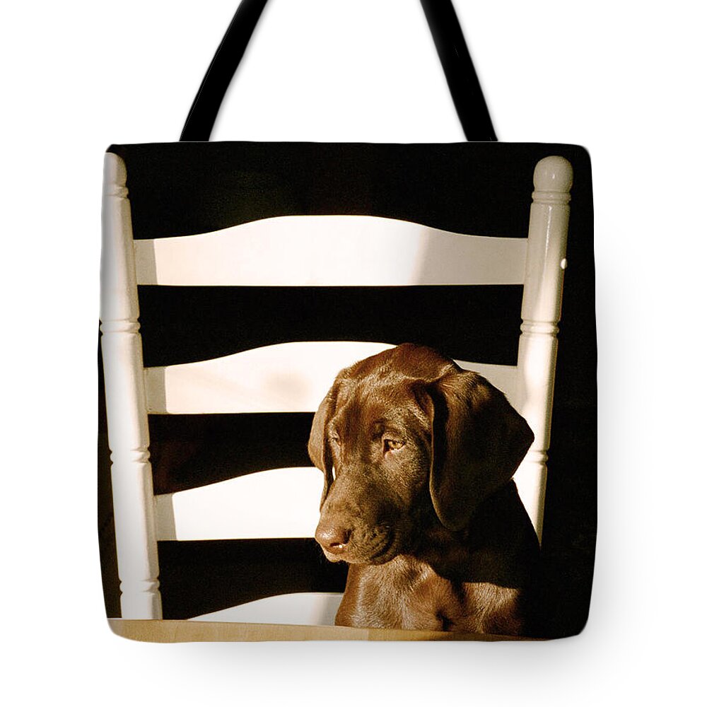Cute Tote Bag featuring the photograph Where's My DInner 16191_25 H2 by Steven Ward