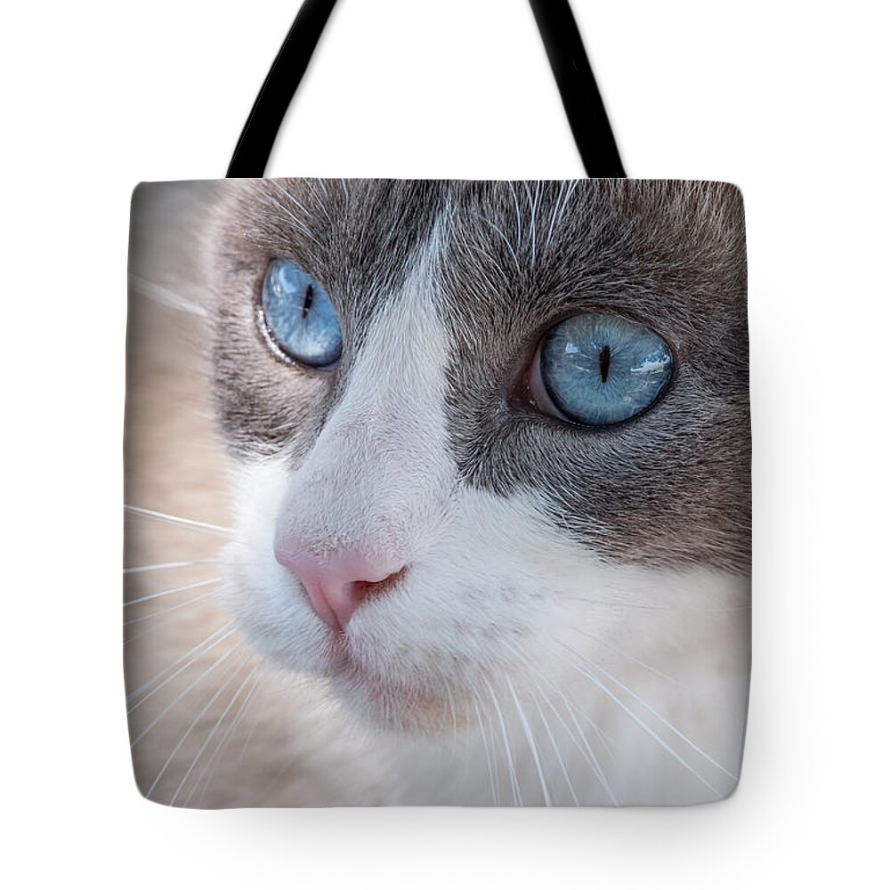 Cat Tote Bag featuring the photograph Whiskers by Derek Dean