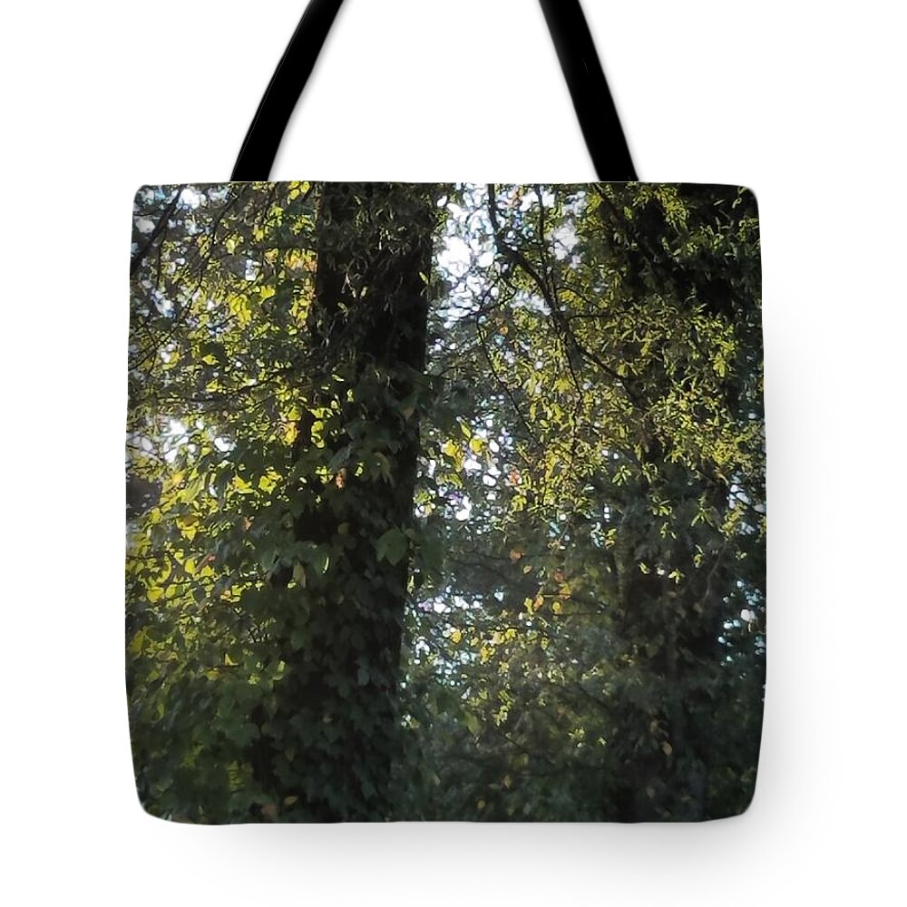Whispering Light Tote Bag featuring the photograph Whispering Light by Maria Urso