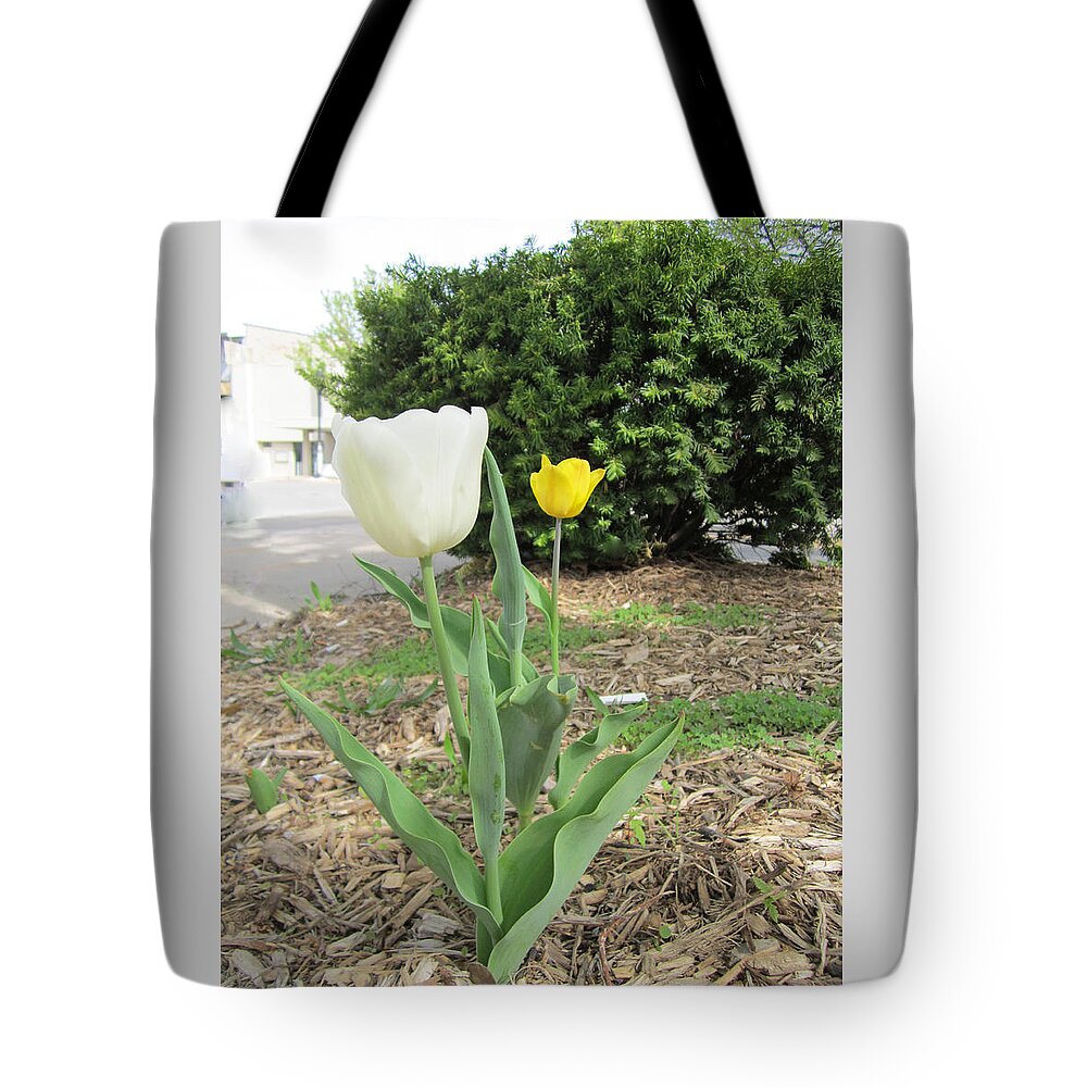 Photography Tote Bag featuring the painting White and Yellow tulips by Glenda Crigger