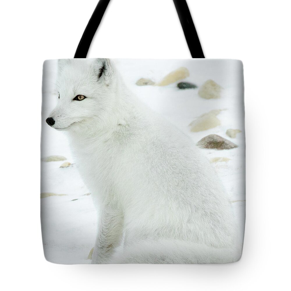 Fox Tote Bag featuring the photograph White Arctic Fox by Steven Upton