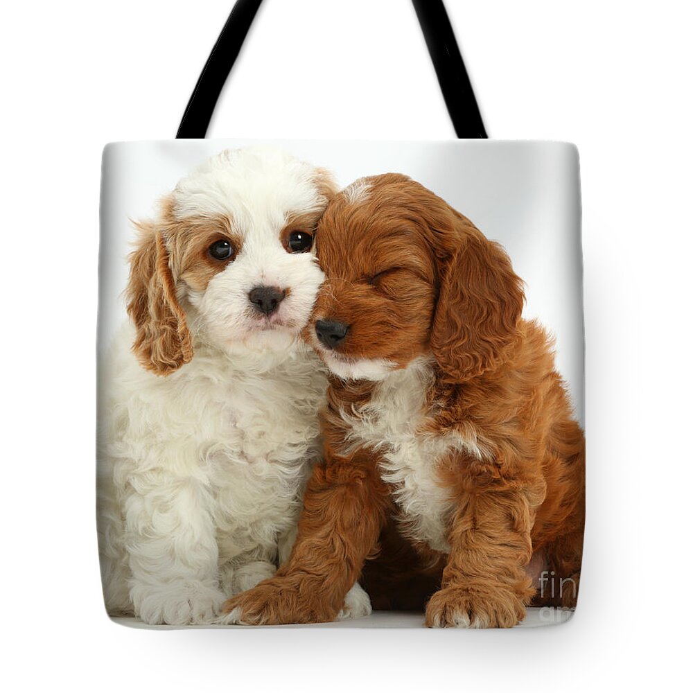 Sleepy Cavapoo Puppies Tote Bag featuring the photograph White Background by Mark Taylor
