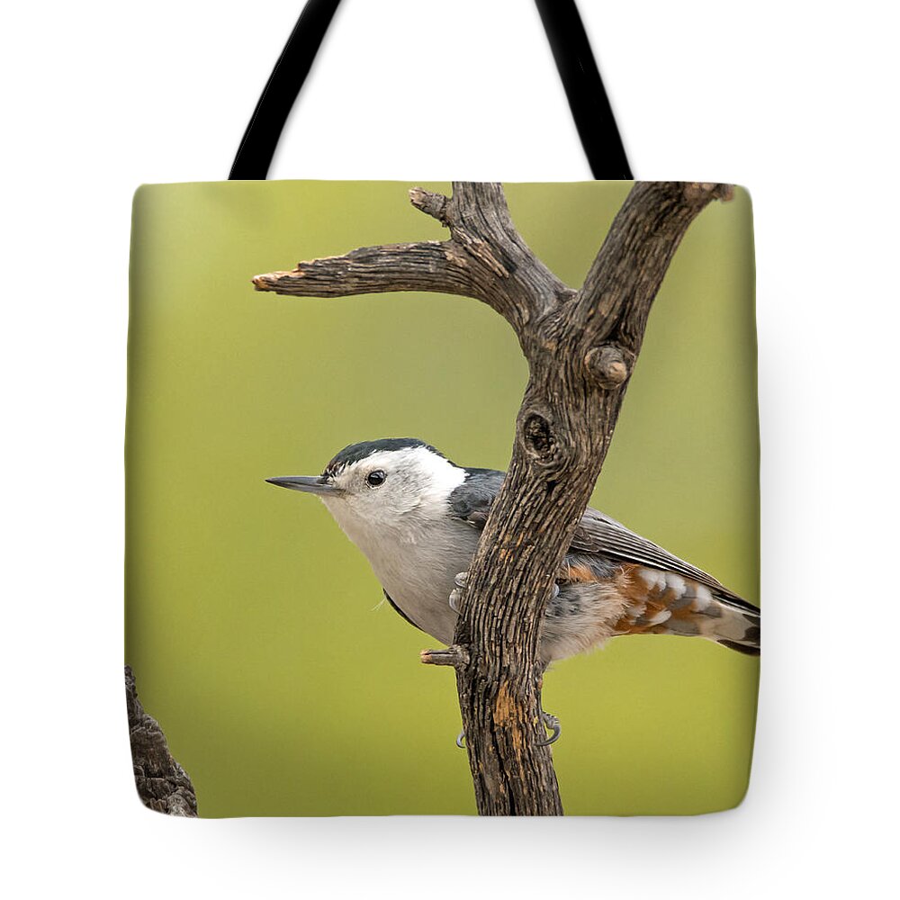White-breasted_nuthatch Tote Bag featuring the photograph White-breasted Nuthatch by Tam Ryan