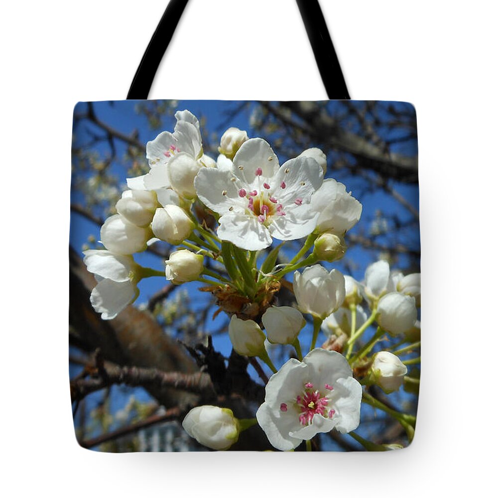 Pear Blossom Tree Tote Bag featuring the photograph White Blossoms Blooming by Kristin Aquariann