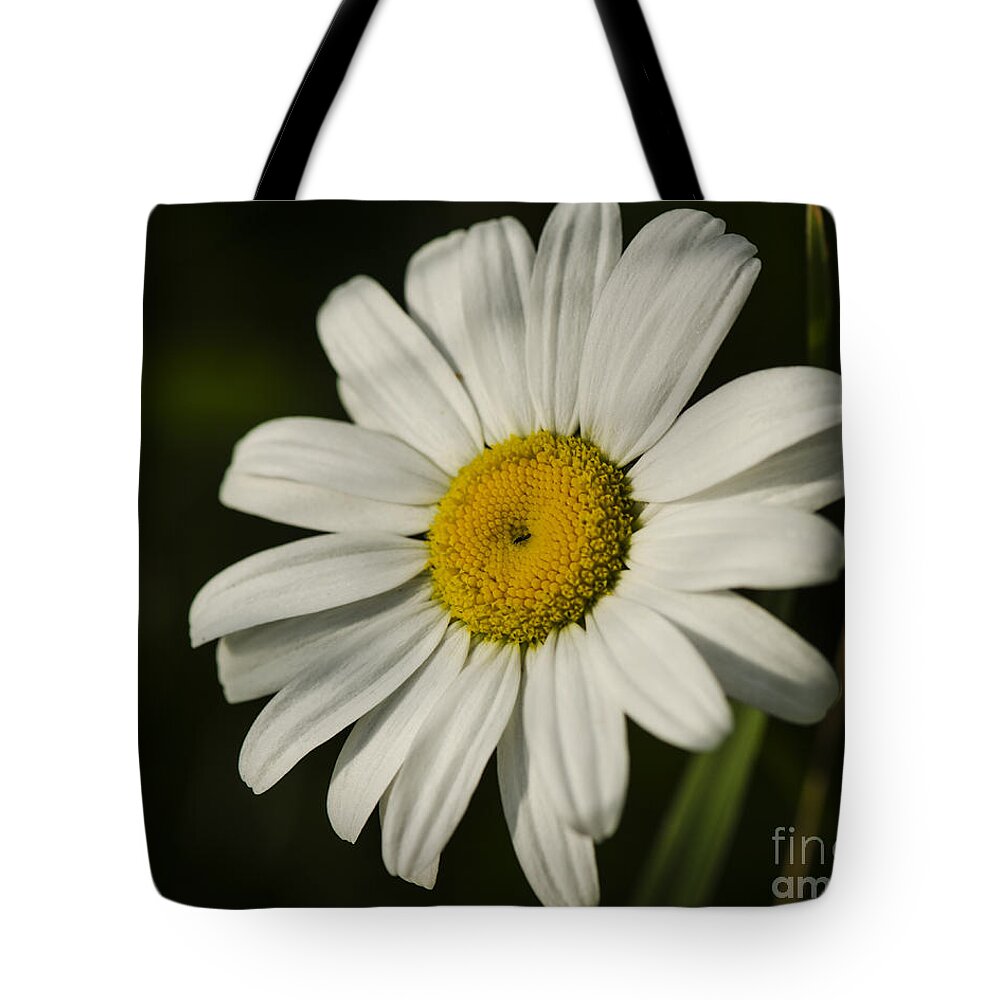 White Daisy Flower Tote Bag featuring the photograph White Daisy Flower by JT Lewis