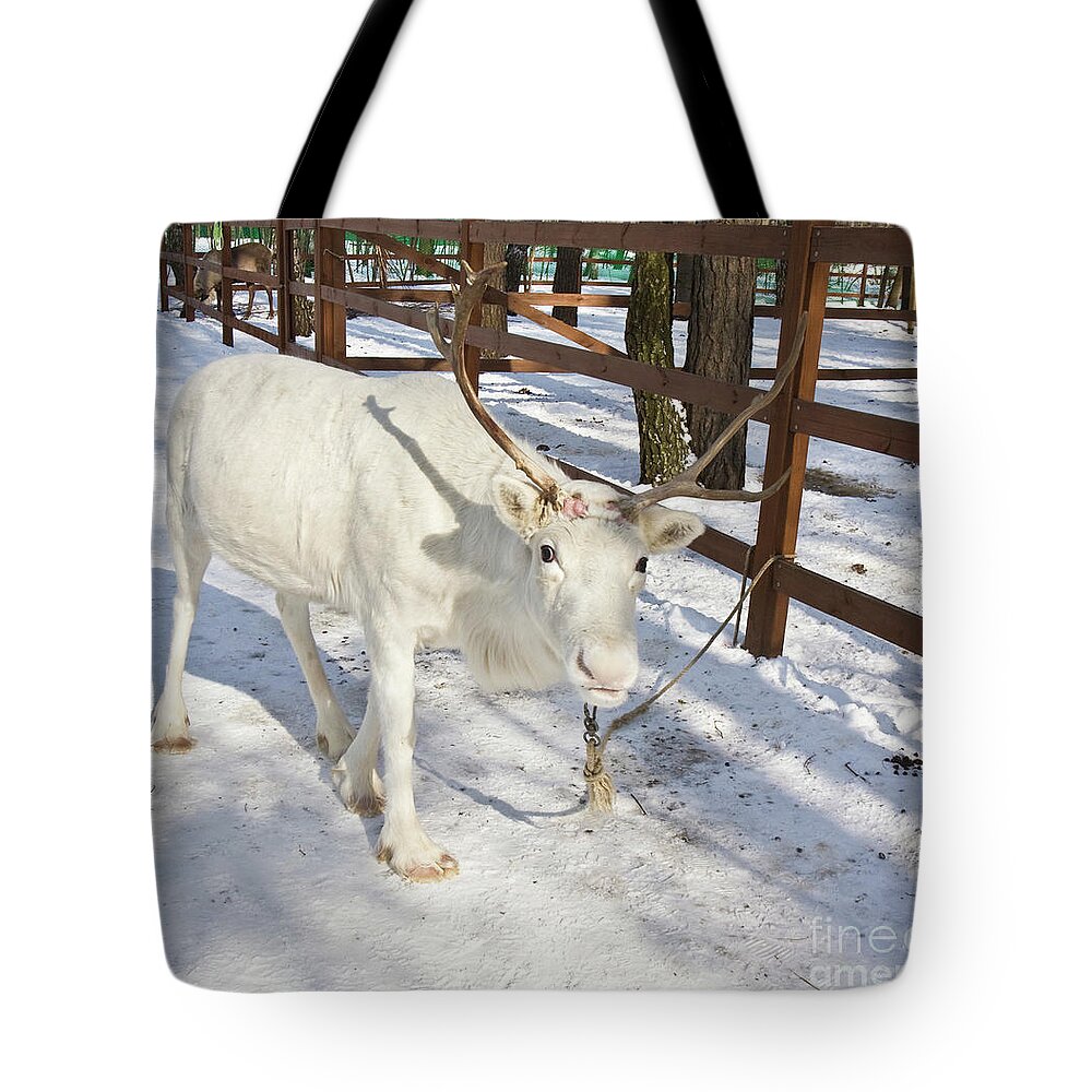 Deer Tote Bag featuring the photograph White deer by Irina Afonskaya