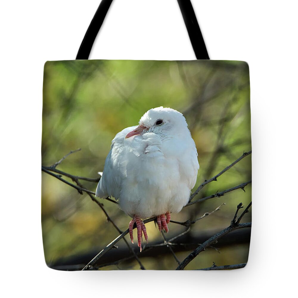 Dove Tote Bag featuring the photograph White Dove by Tam Ryan