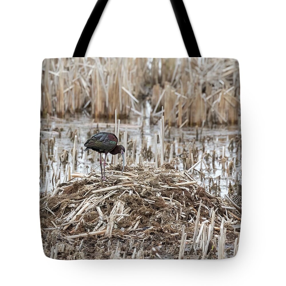 White-faced Ibis (plegadis Chihi) Tote Bag featuring the photograph White-faced Ibis 2017-2 by Thomas Young