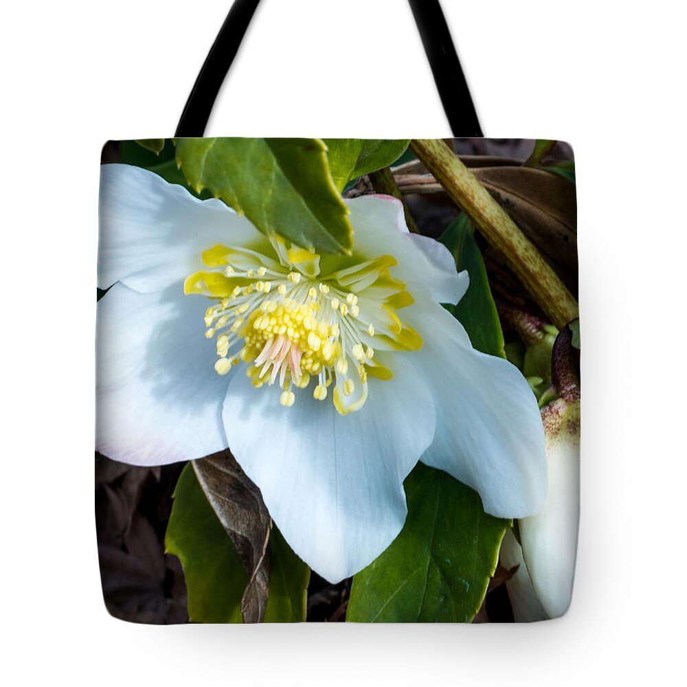 Flowers Tote Bag featuring the photograph White Flower by Wendy Carrington