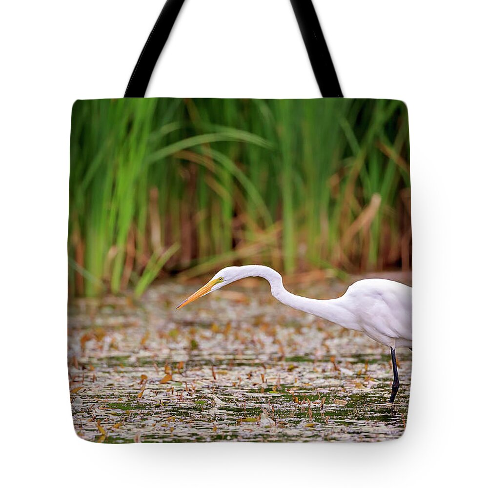 Animal Tote Bag featuring the photograph White, Great Egret by Peter Lakomy