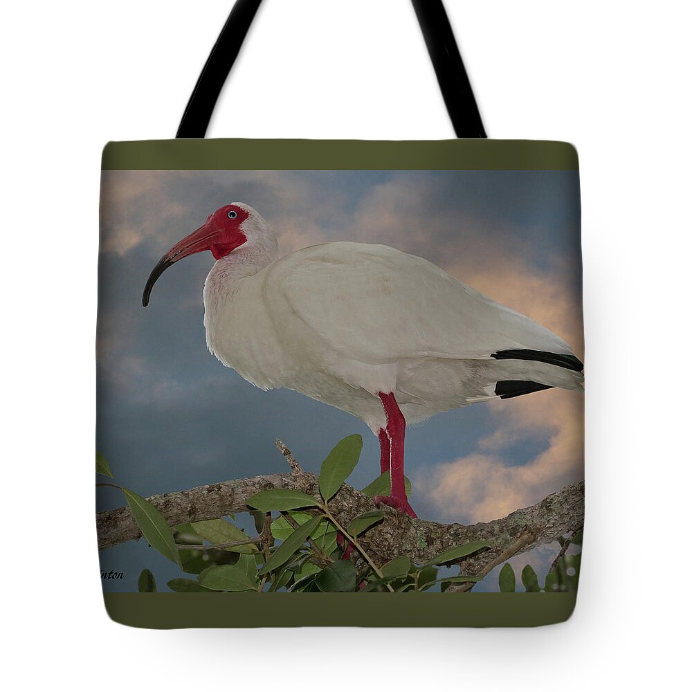 White Ibis Tote Bag featuring the photograph White Ibis by Larry Linton