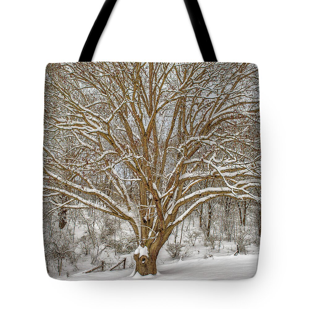 Landscape Tote Bag featuring the photograph White Oak in Snow by Joe Shrader