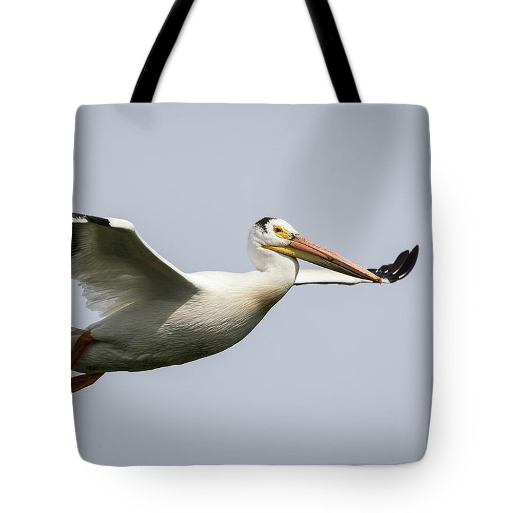 American White Pelican Tote Bag featuring the photograph White Pelican 2016-2 by Thomas Young