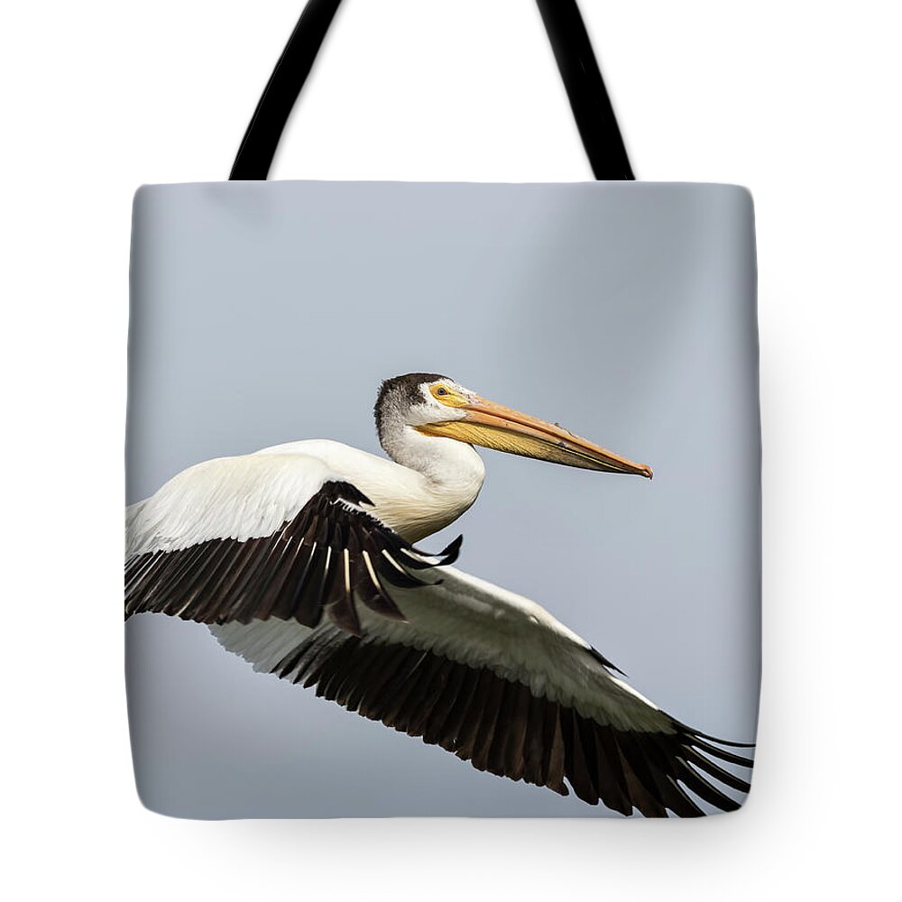 American White Pelican Tote Bag featuring the photograph White Pelican 2016-4 by Thomas Young