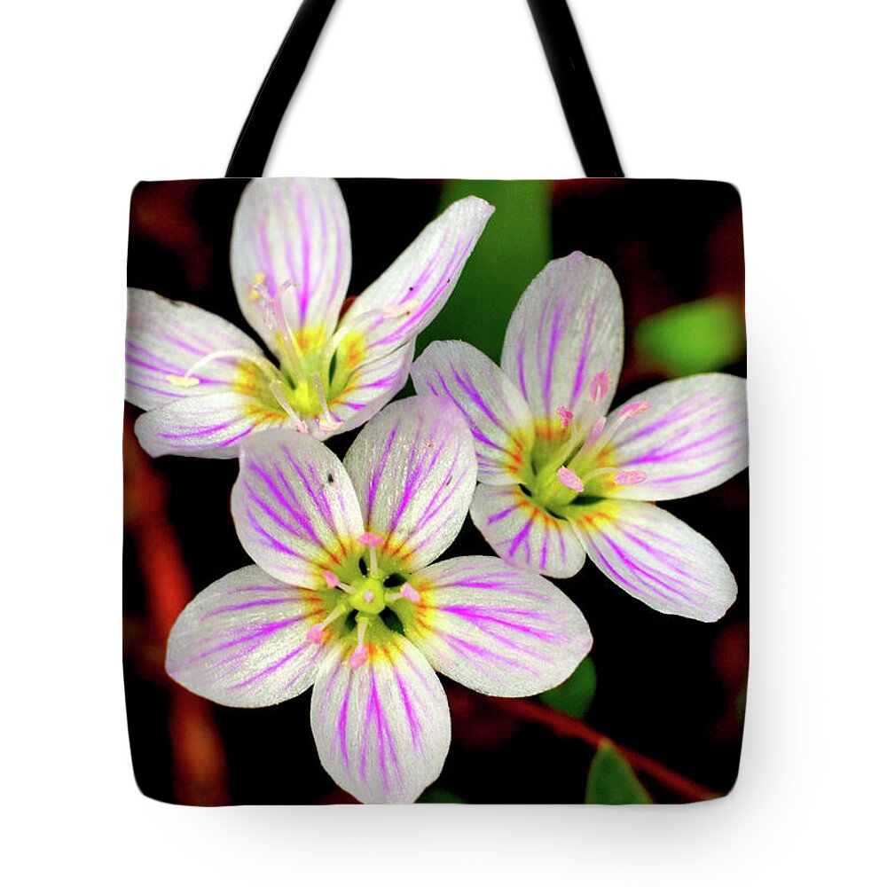 Macro Photography Tote Bag featuring the photograph Virginia Spring Beauty Flower by Meta Gatschenberger