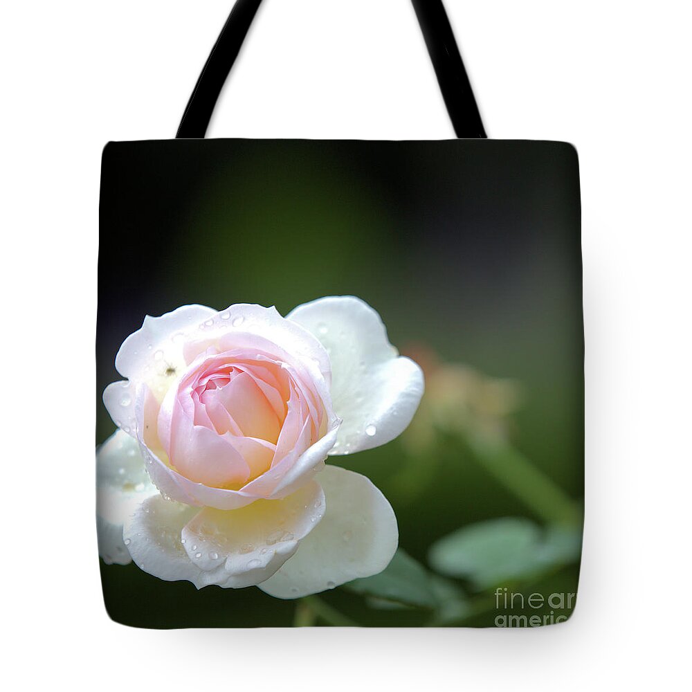 Rose Tote Bag featuring the photograph White rose by Agnes Caruso