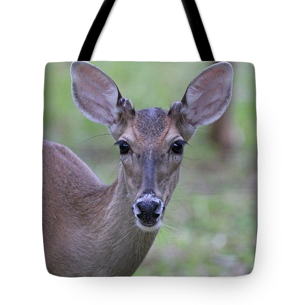 Wildlife Tote Bag featuring the photograph White Tail Young Buck Closeup by Dodie Ulery