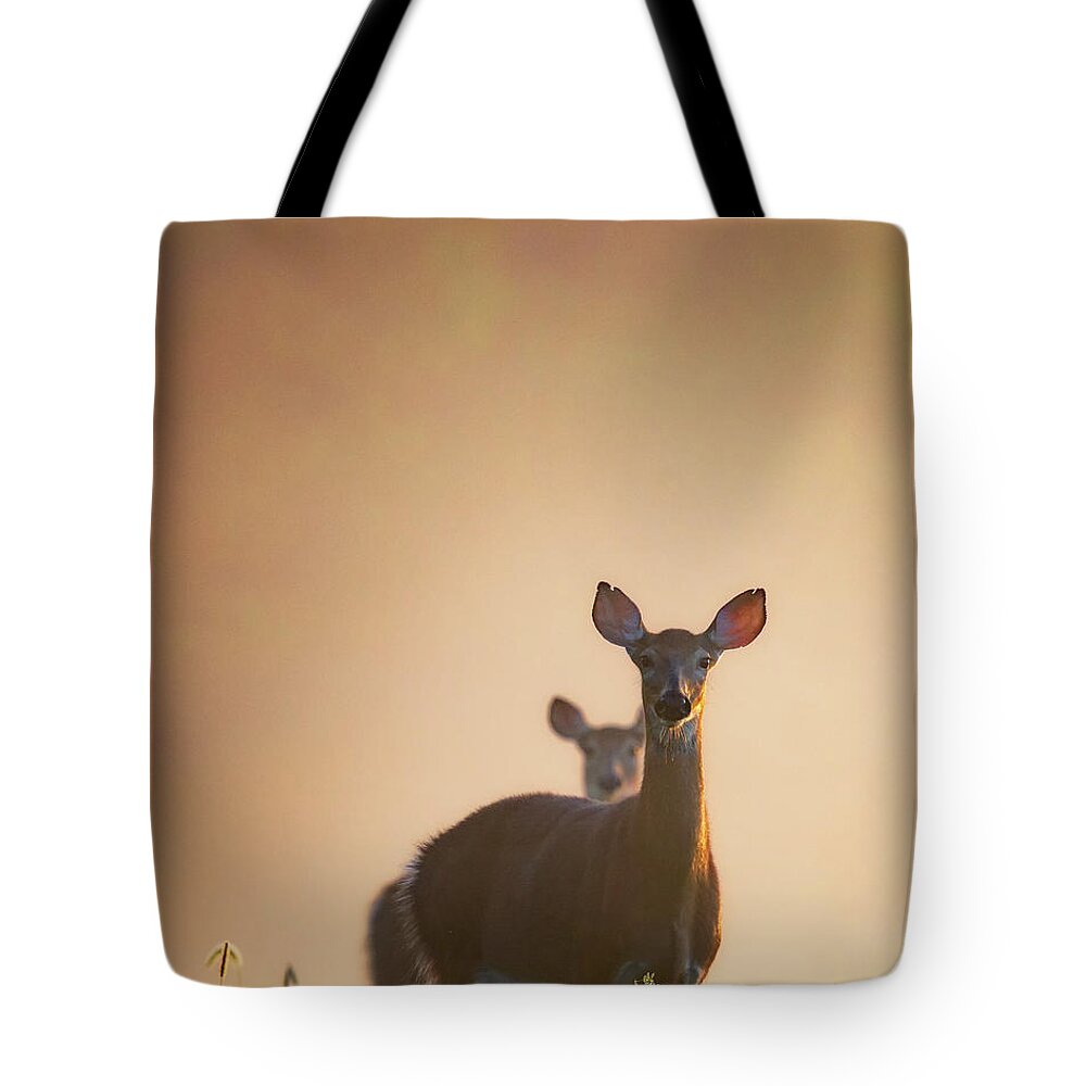 Deer Tote Bag featuring the photograph White-Tailed Deer 2016 by Bill Wakeley