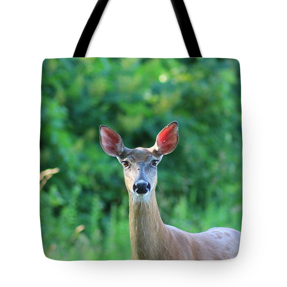 Deer Tote Bag featuring the photograph White-Tailed Deer Close Encounter by Neal Eslinger