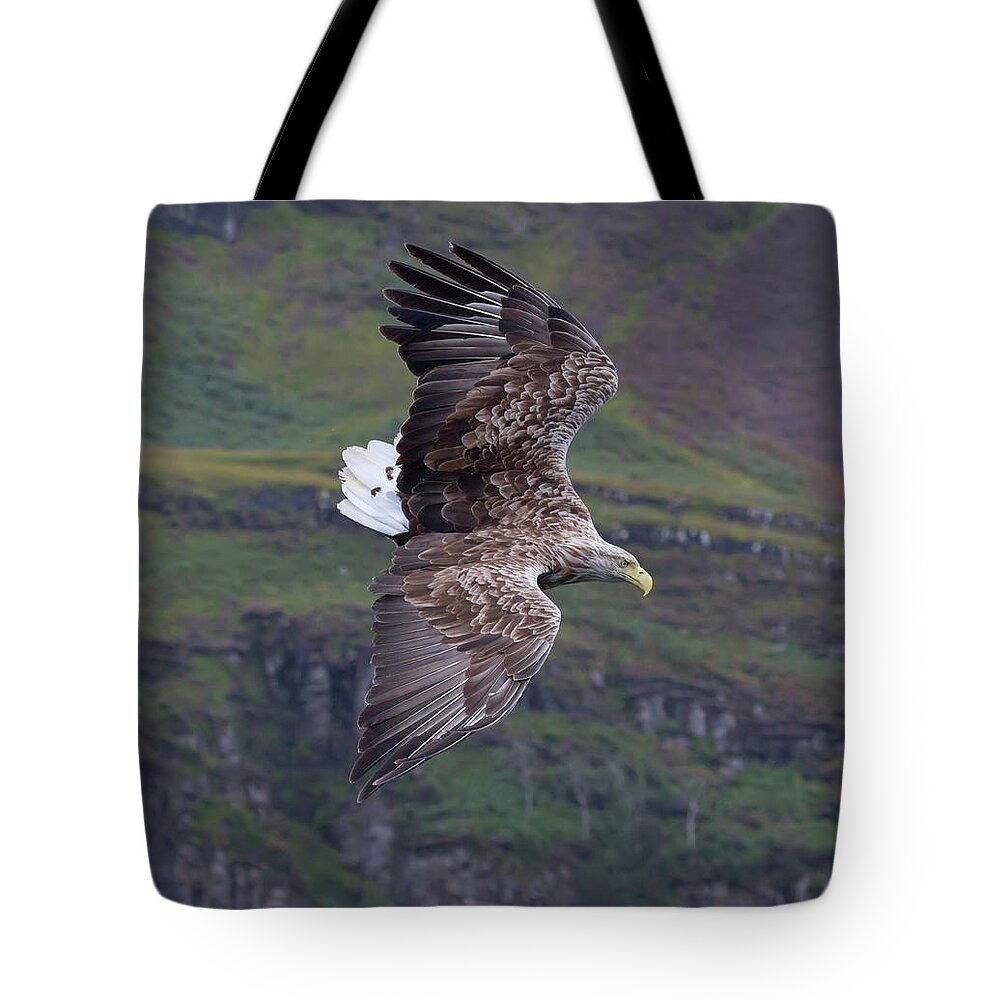 White-tailed Eagle Tote Bag featuring the photograph White-Tailed Eagle Banks by Pete Walkden