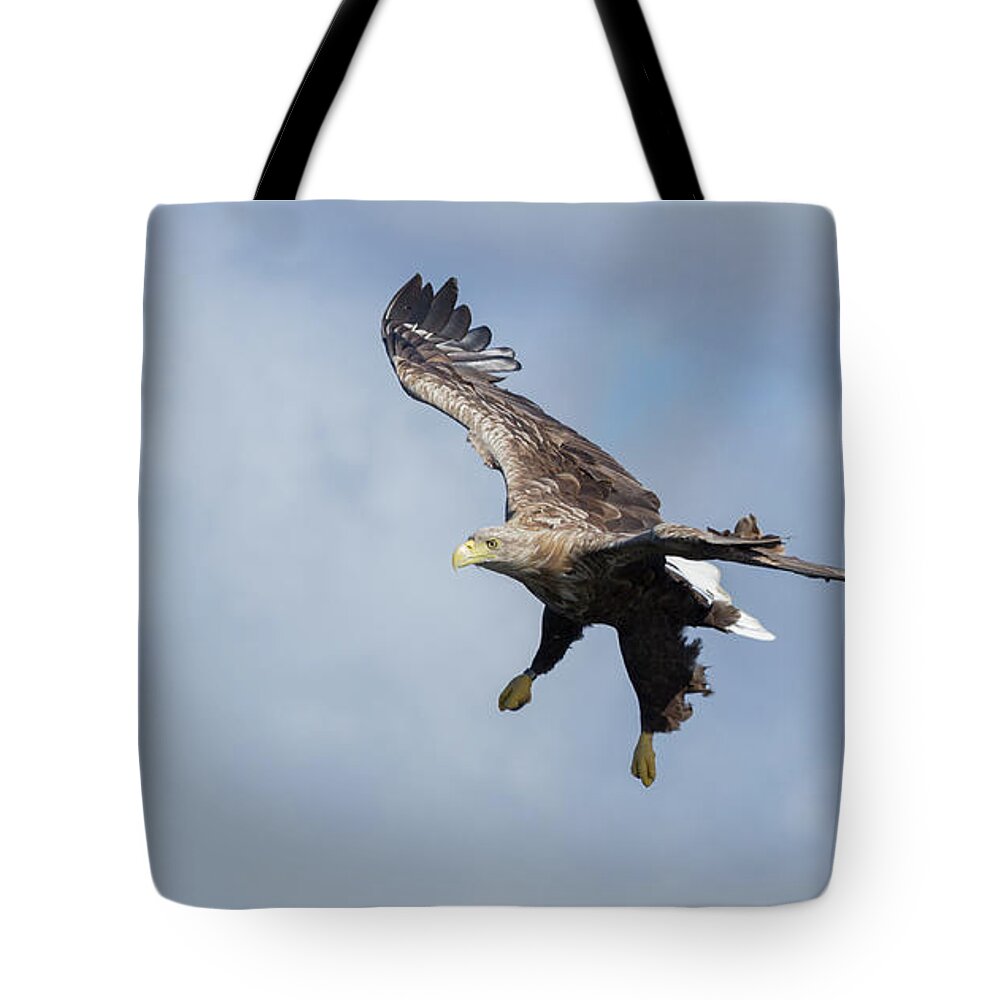 White-tailed Eagle Tote Bag featuring the photograph White-Tailed Eagle Dropping Down by Pete Walkden
