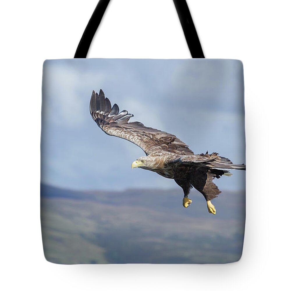 White-tailed Eagle Tote Bag featuring the photograph White-Tailed Eagle On Mull by Pete Walkden