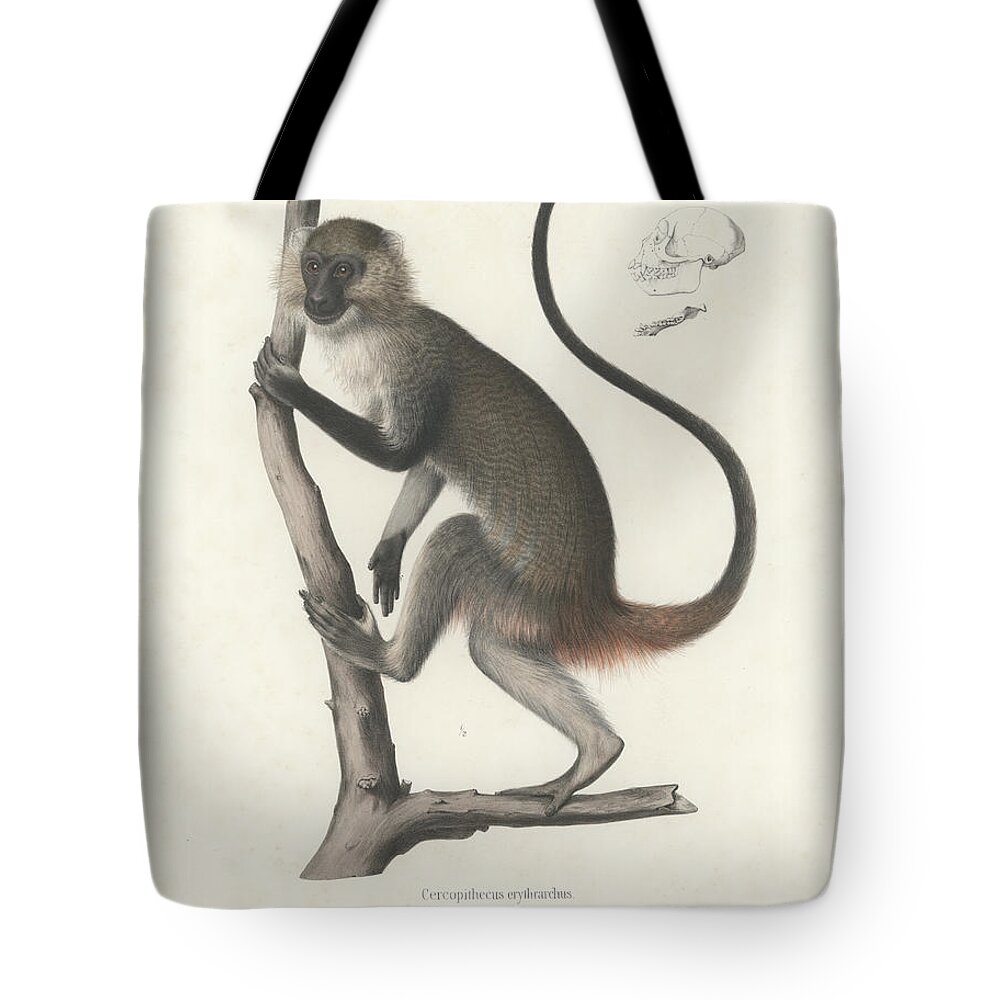 White Throated Guenon Tote Bag featuring the drawing White Throated Guenon, Cercopithecus albogularis erythrarchus #1 by J D L Franz Wagner