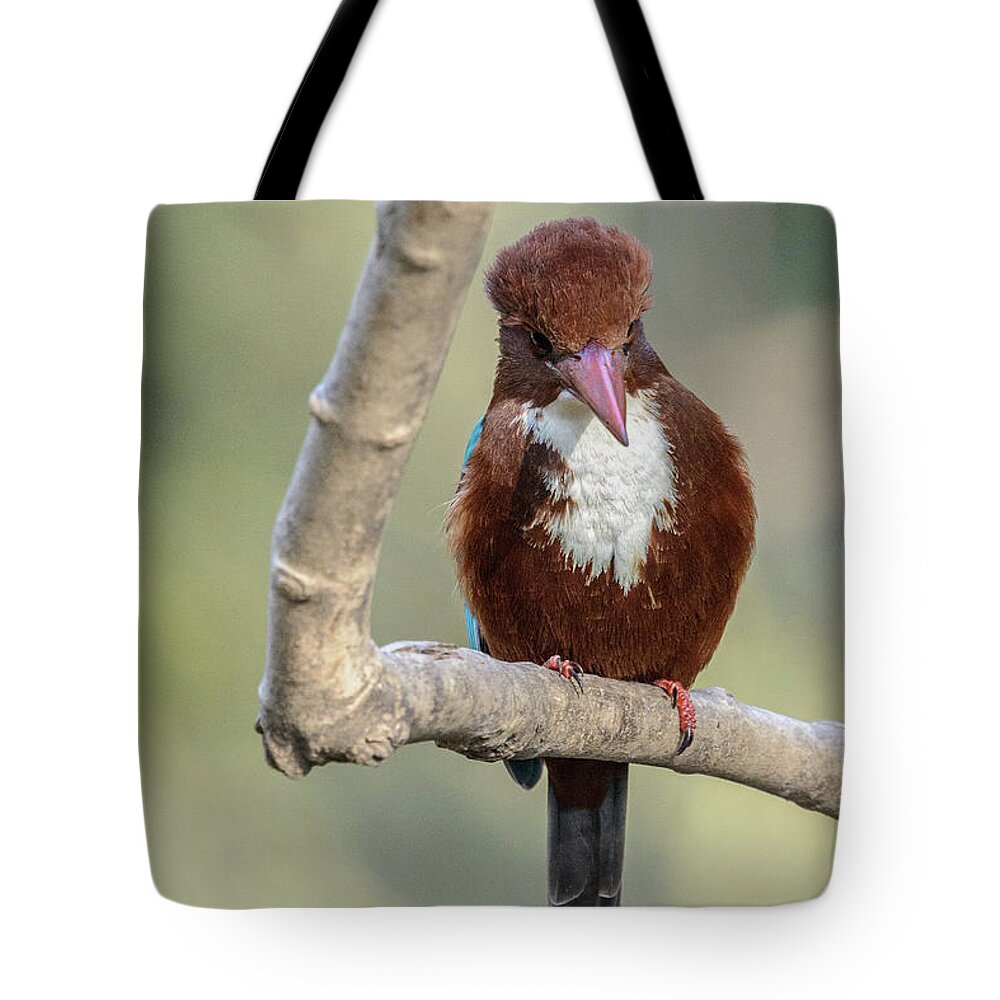Bird Tote Bag featuring the photograph White-throated Kingfisher 01 by Werner Padarin