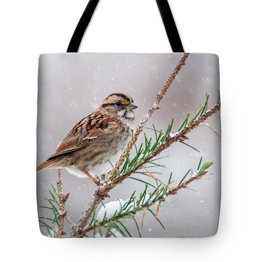 Bird Tote Bag featuring the photograph White Throated Sparrow by Cathy Kovarik