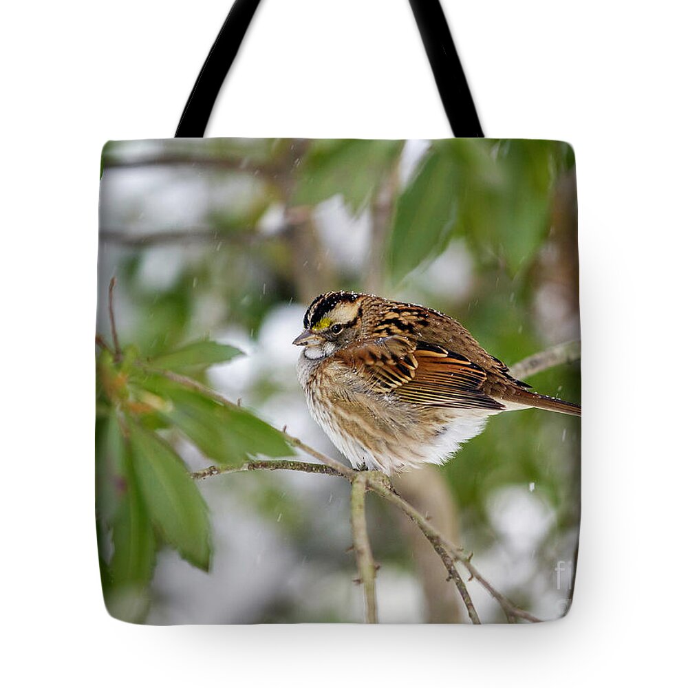 White Throated Sparrow In Winter Tote Bag featuring the photograph White Throated Sparrow in Winter by Karen Jorstad