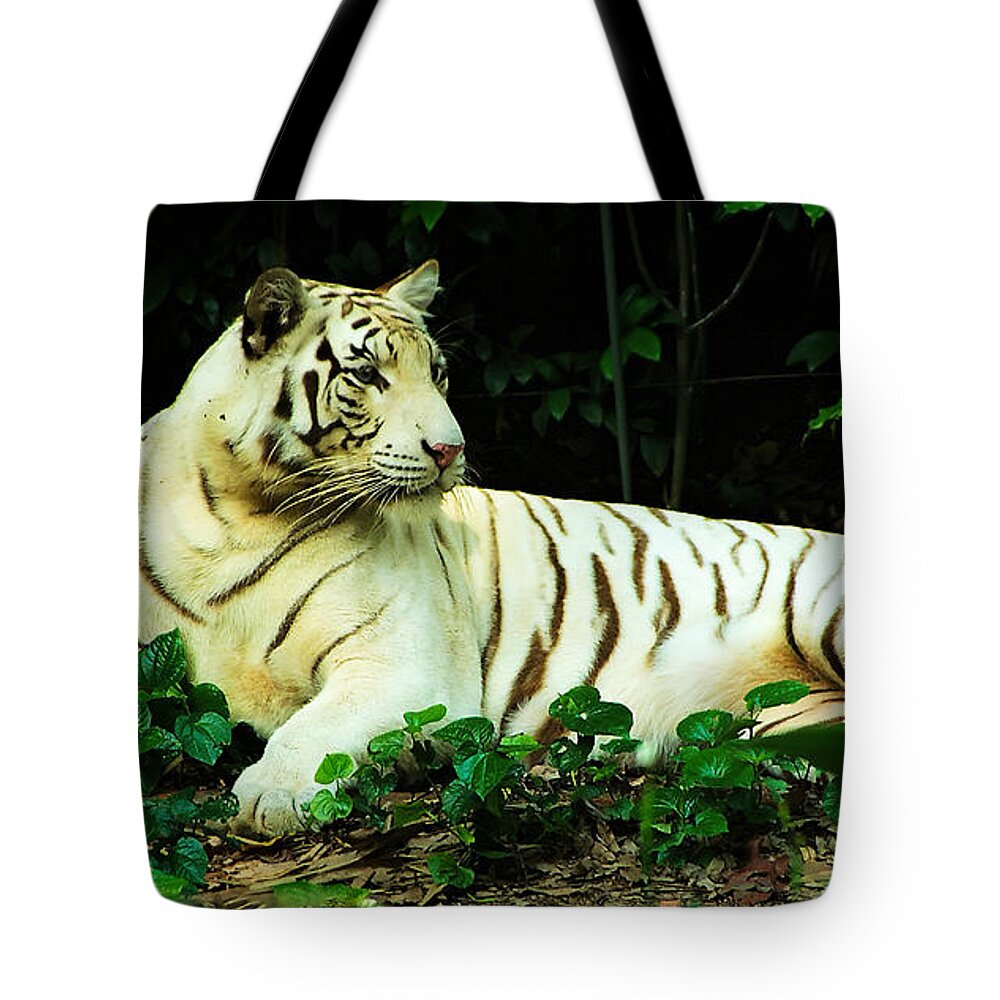 White Tiger Tote Bag featuring the photograph White Tiger by Frank Lee