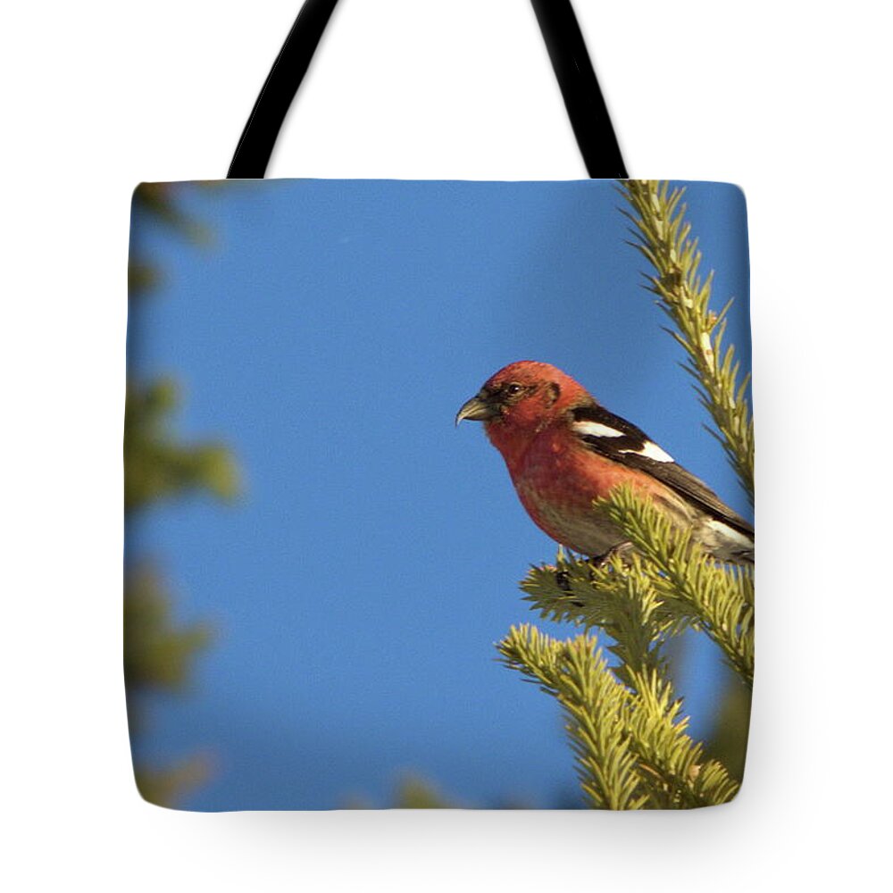 Birds Tote Bag featuring the pyrography White-winged Crossbill by Harry Moulton